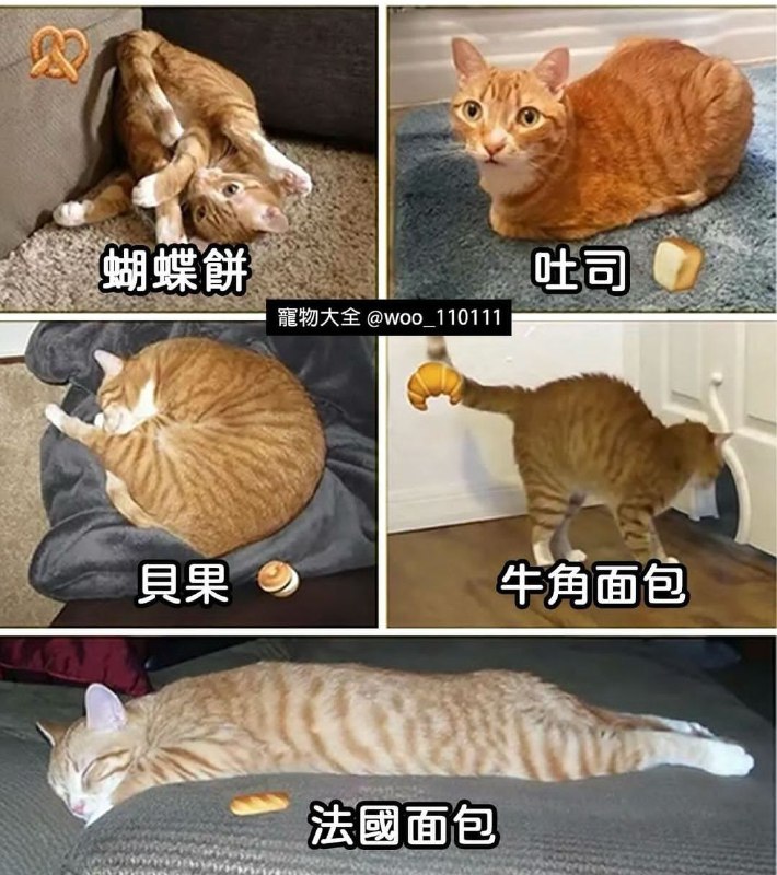 一张图带你快速了解橘猫分类from 猫猫窝🐈🐈‍⬛️